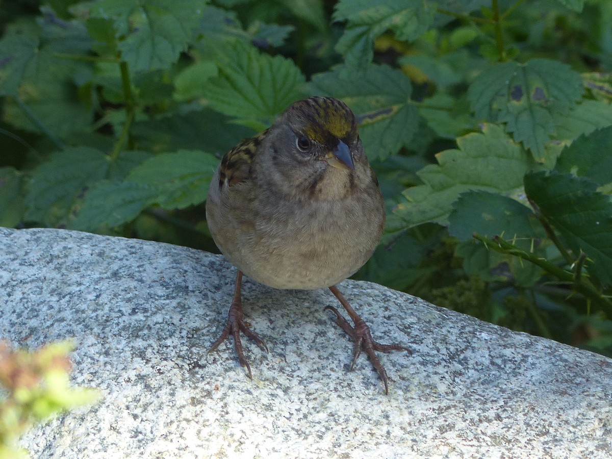 Golden-crowned Sparrow - ML642665972