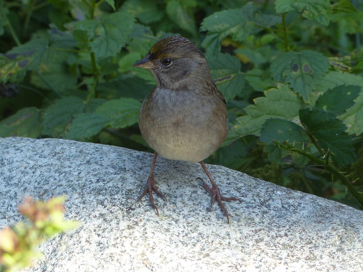 Golden-crowned Sparrow - ML642665974