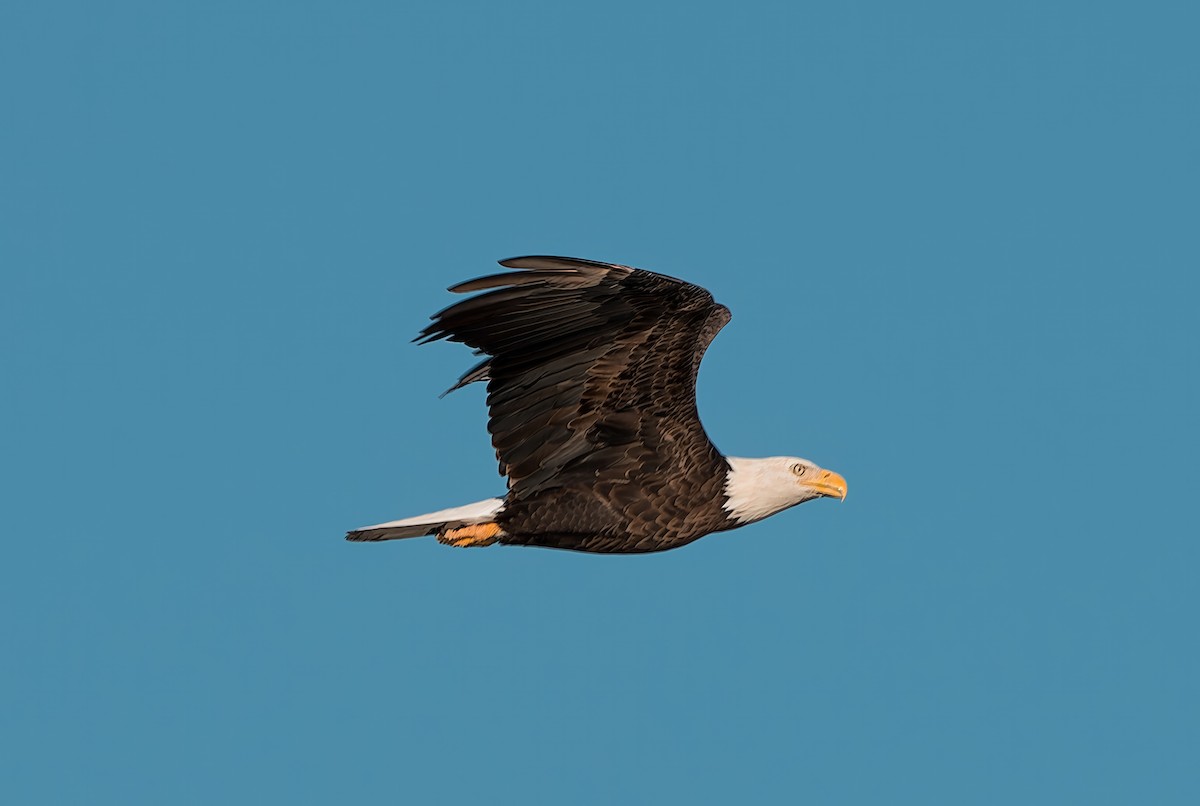 Bald Eagle - ML642665983