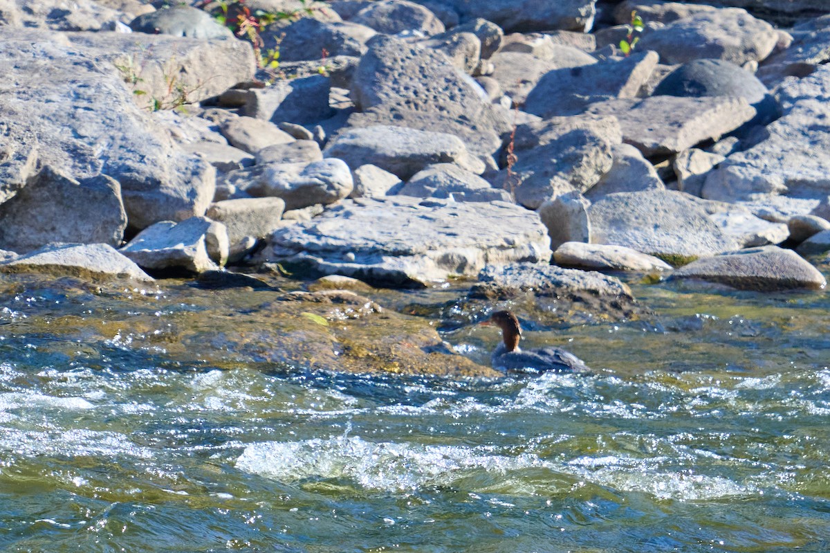 Common Merganser - ML642665990
