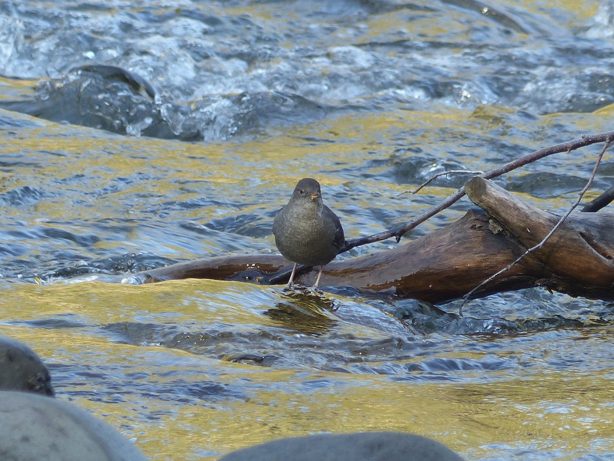 skorec šedý - ML642665991