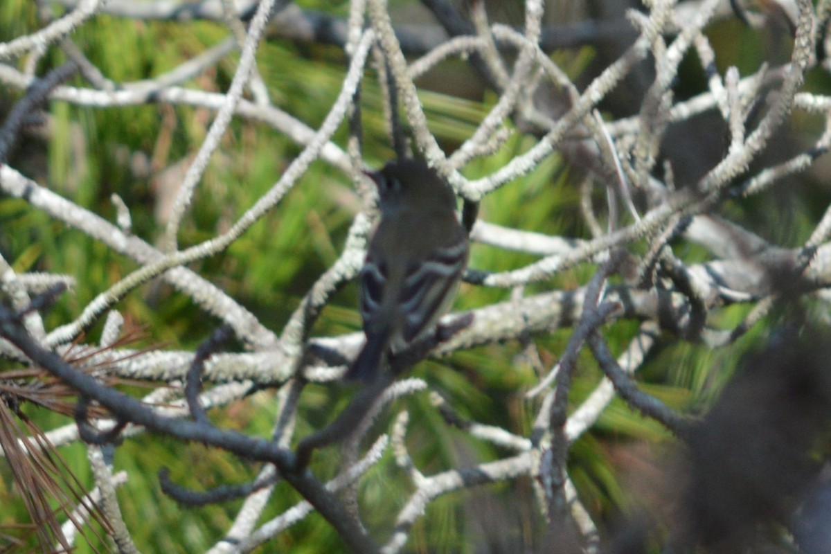 Mosquero Mínimo - ML642665992