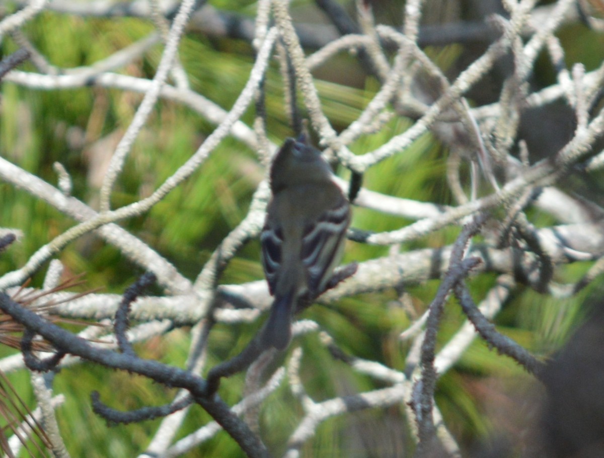 Mosquero Mínimo - ML642665993