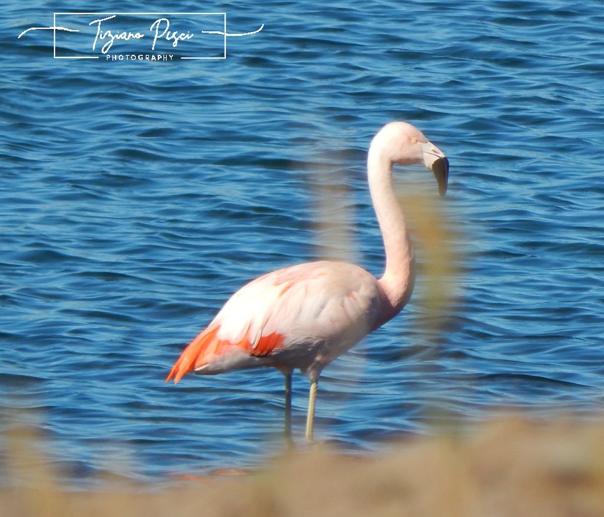 Chilean Flamingo - ML642665996
