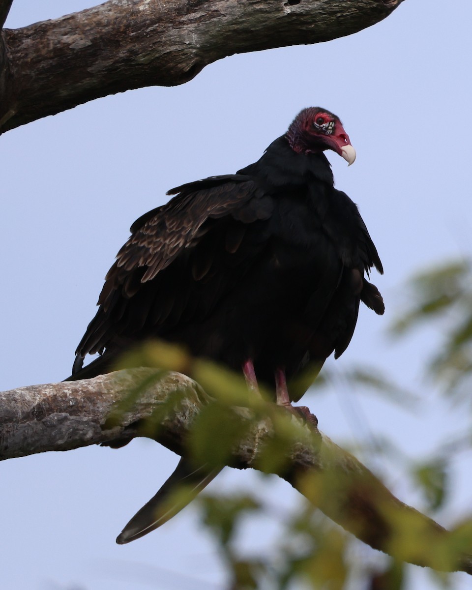 Turkey Vulture - ML642665997