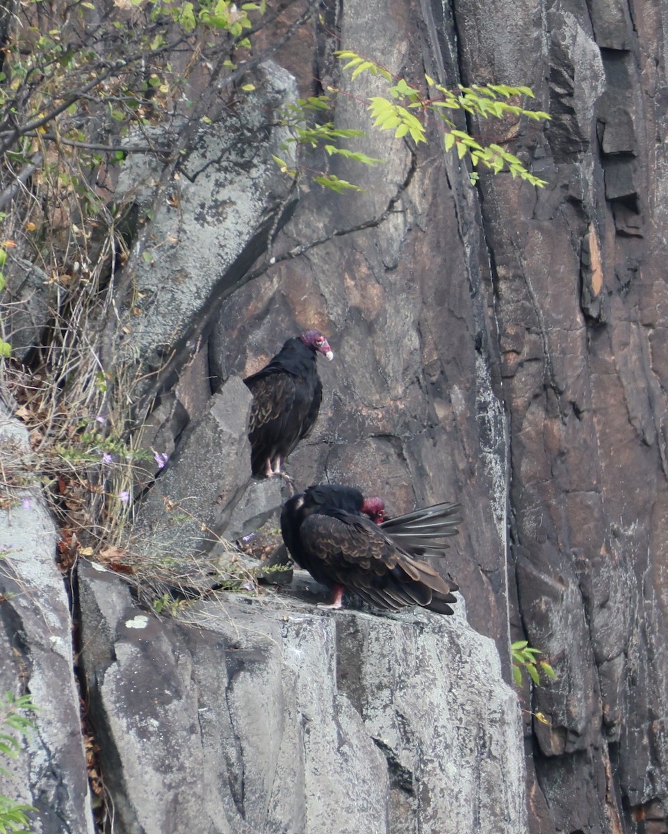 Turkey Vulture - ML642665998