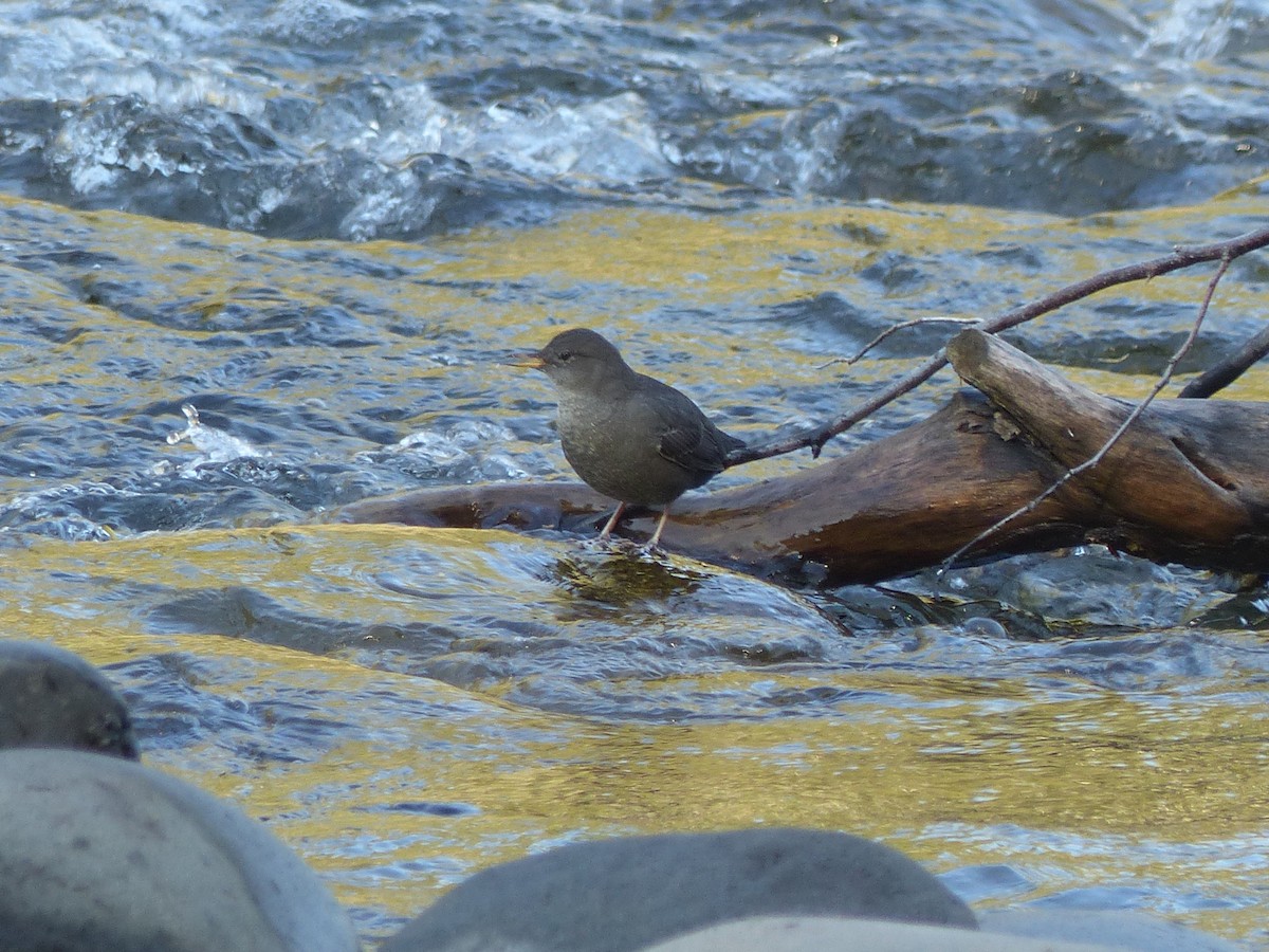 skorec šedý - ML642666000