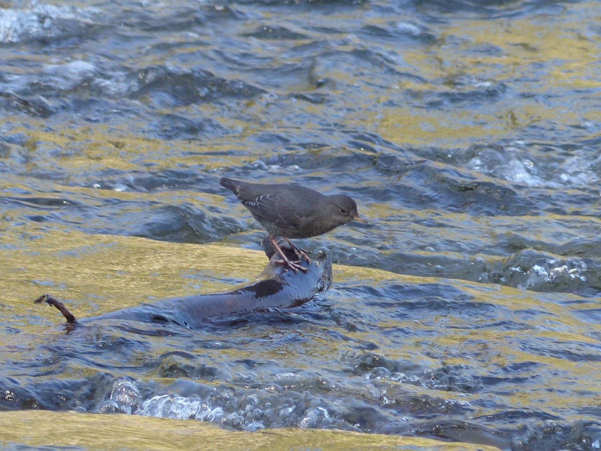 skorec šedý - ML642666004