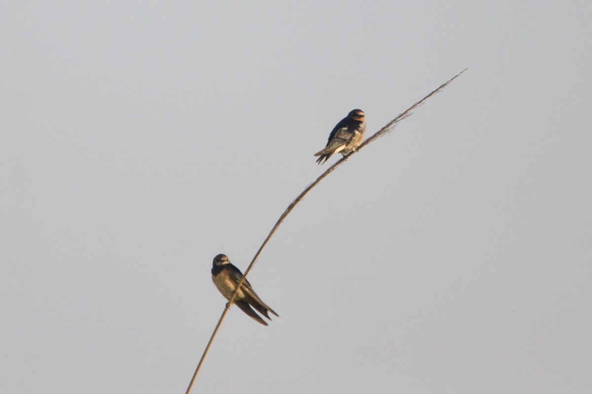 Angola Swallow - ML642666006