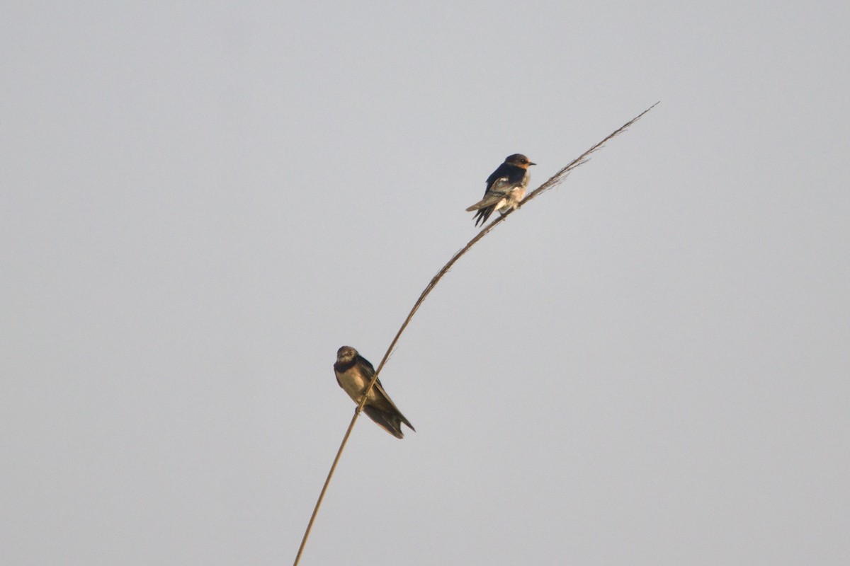 Angola Swallow - ML642666007