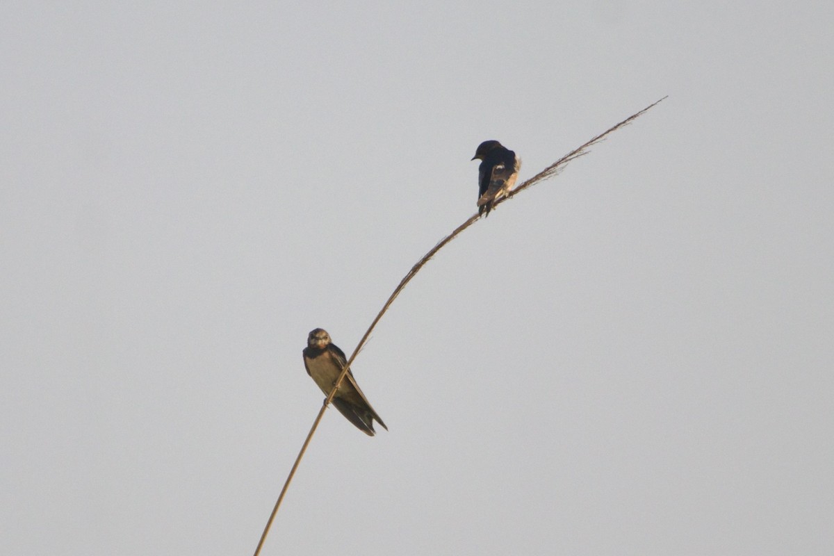Angola Swallow - ML642666008