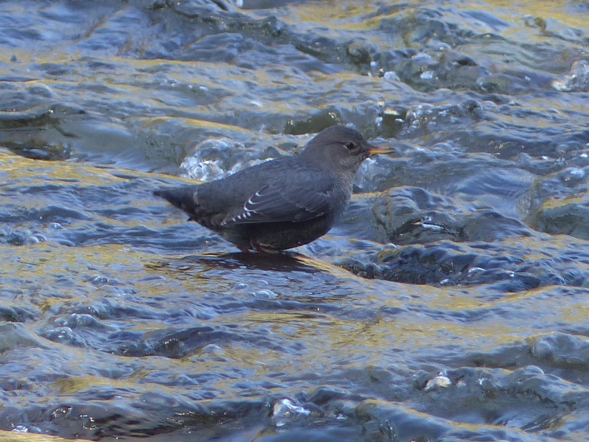 skorec šedý - ML642666009