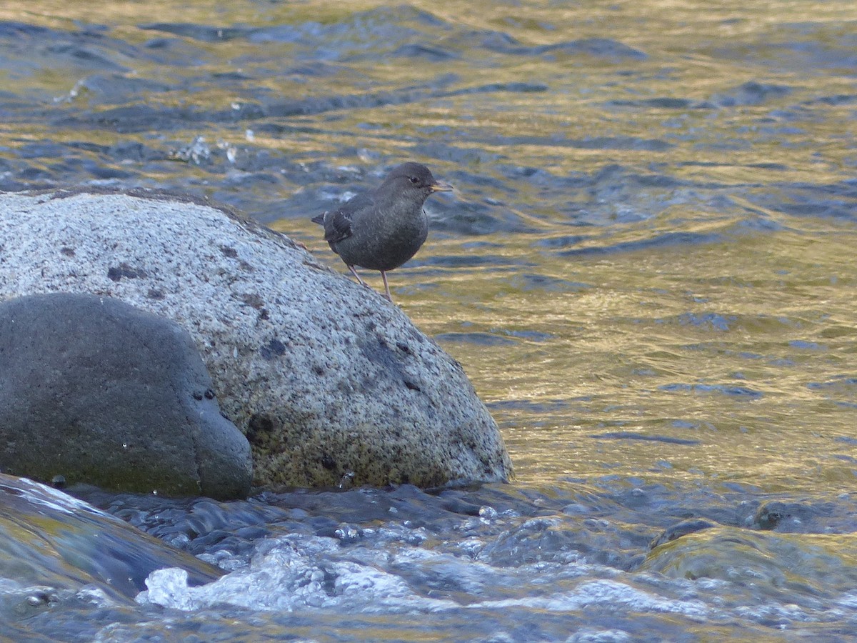 skorec šedý - ML642666018