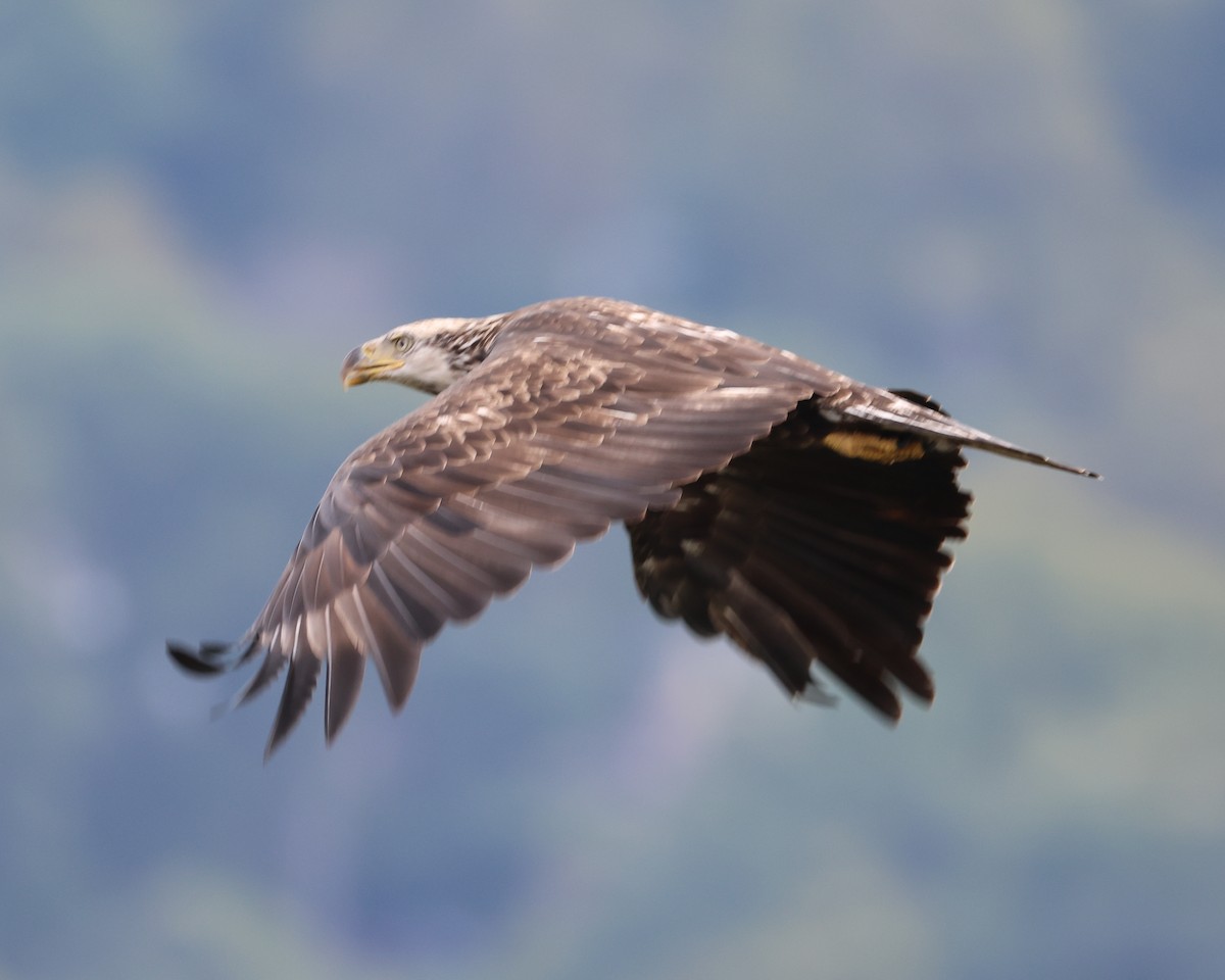Bald Eagle - ML642666023