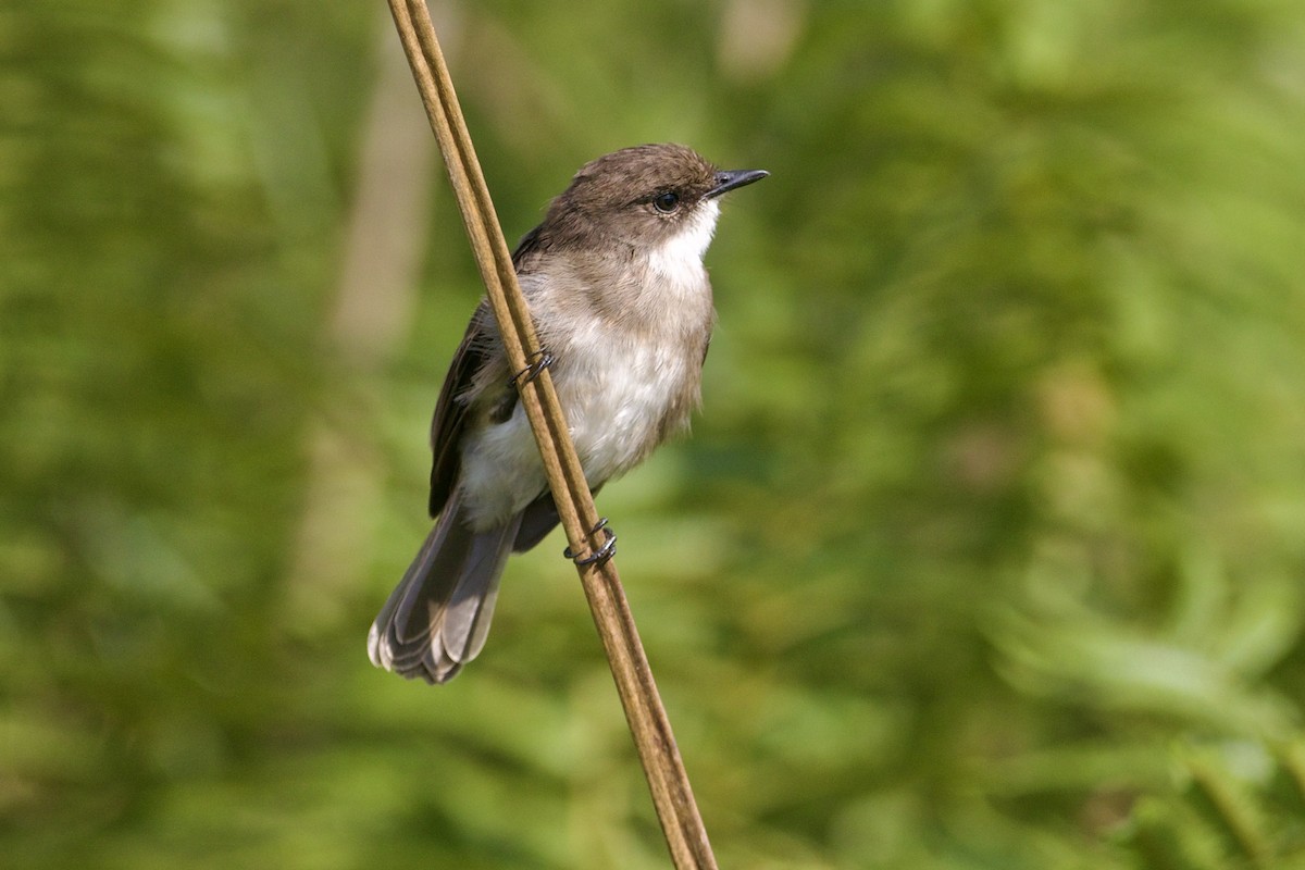 Swamp Flycatcher - ML642666024