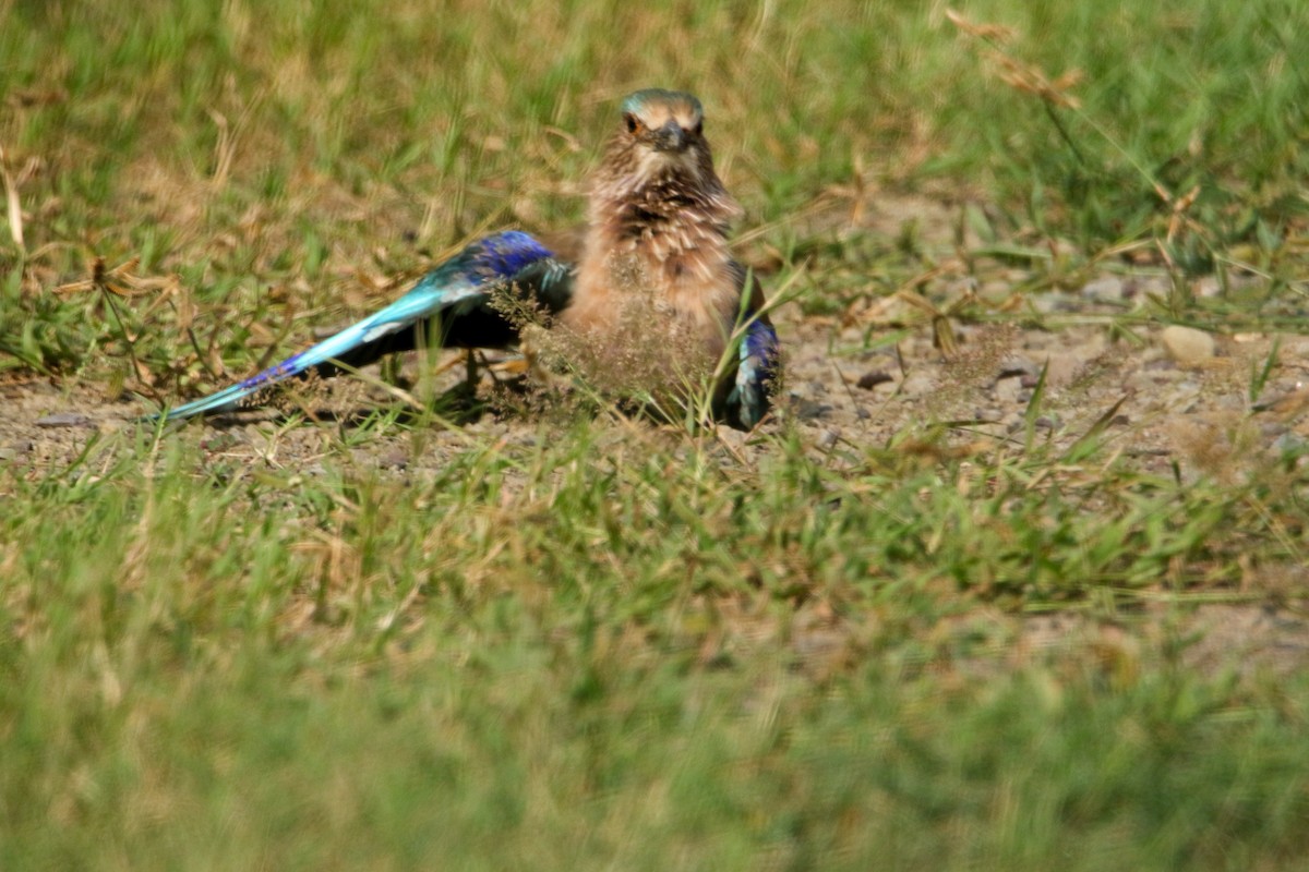 Indian Roller - ML642666031