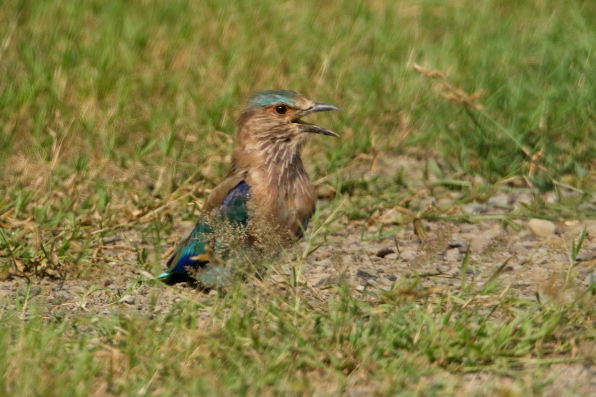 Indian Roller - ML642666032