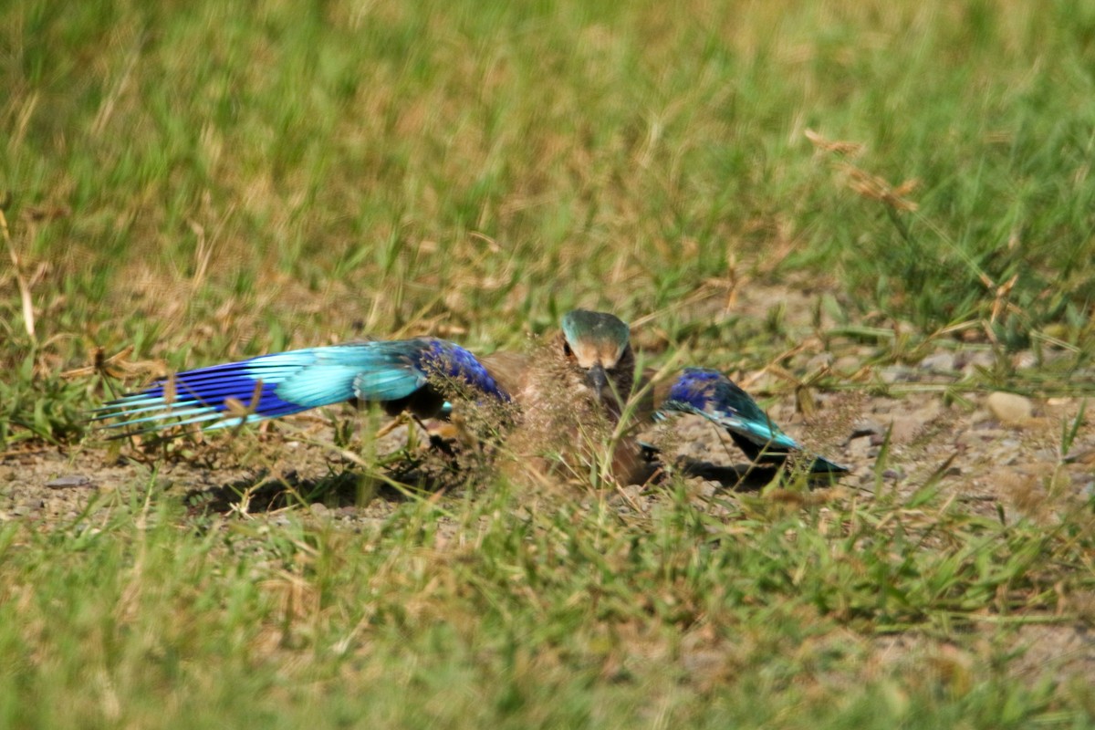 Indian Roller - ML642666033