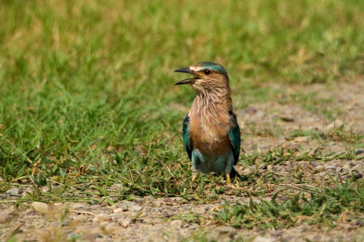 Indian Roller - ML642666035