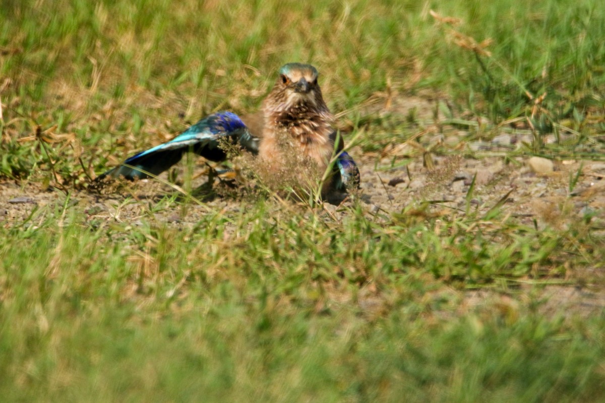 Indian Roller - ML642666036