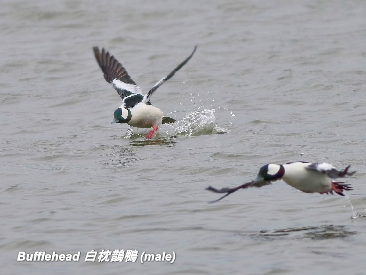 Bufflehead - ML642666049