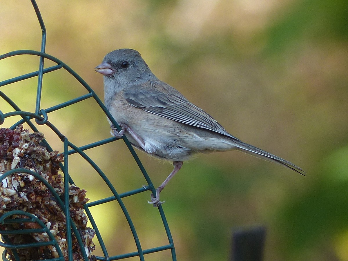 strnadec zimní - ML642666056