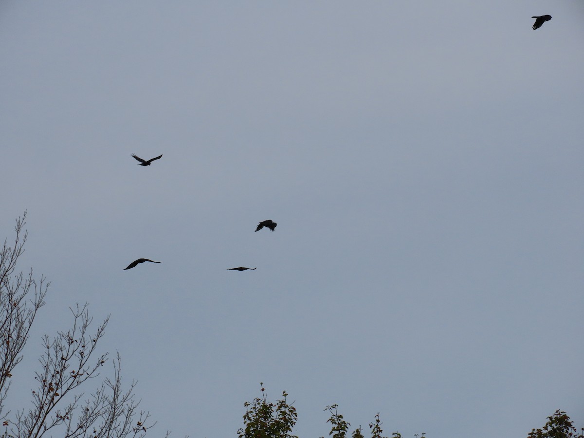 American Crow - ML642666081