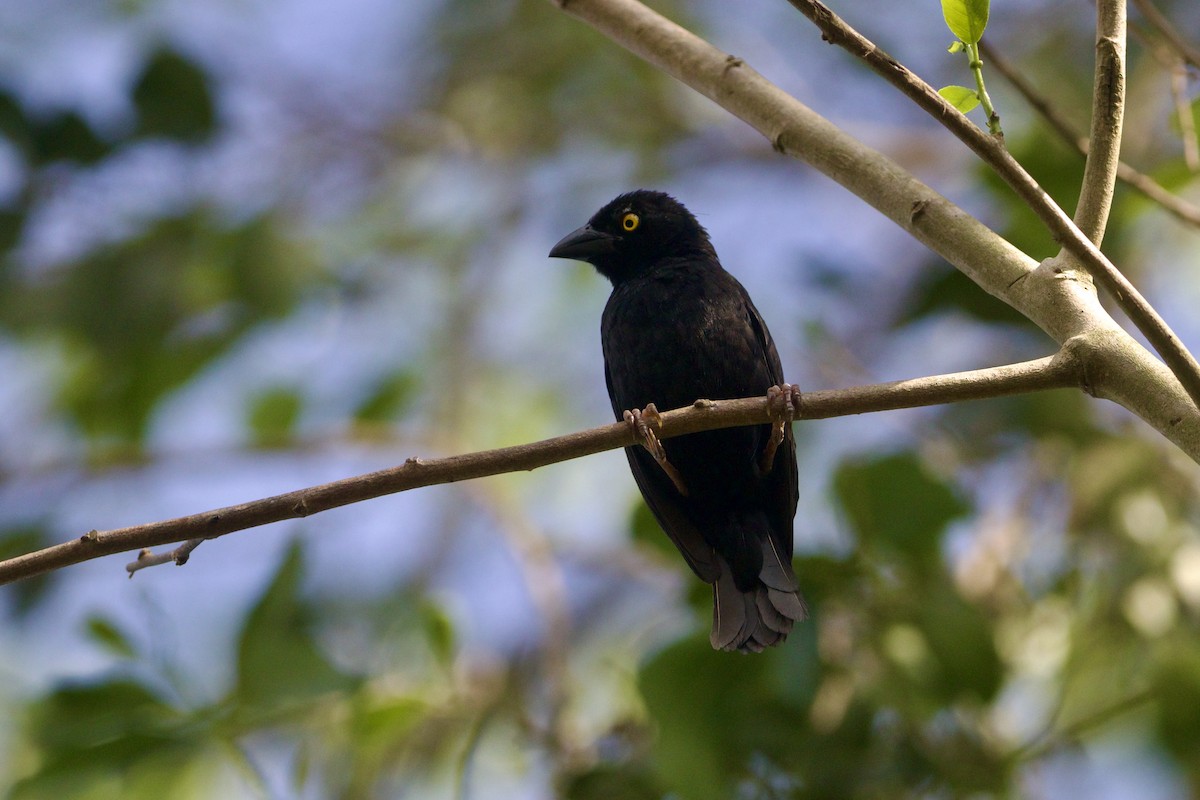 Vieillot's Black Weaver - ML642666092