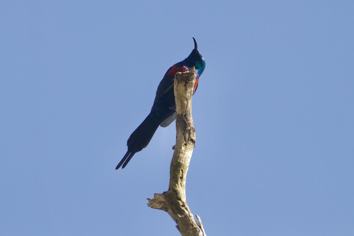 Red-chested Sunbird - ML642666118