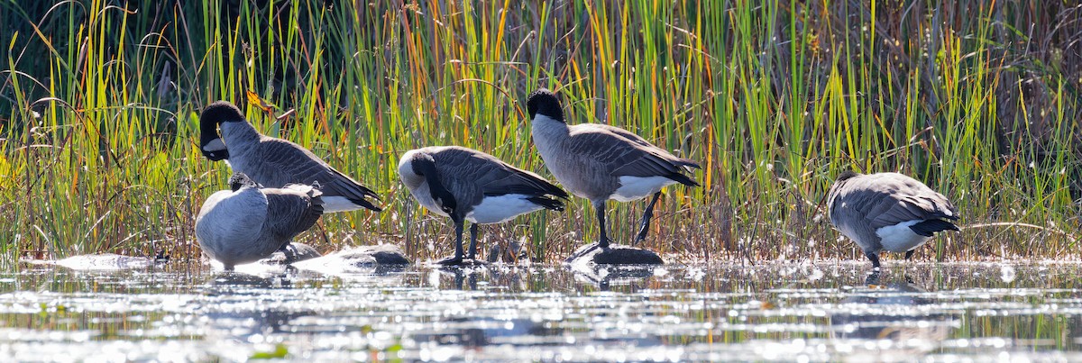 Канад галуу - ML642666135