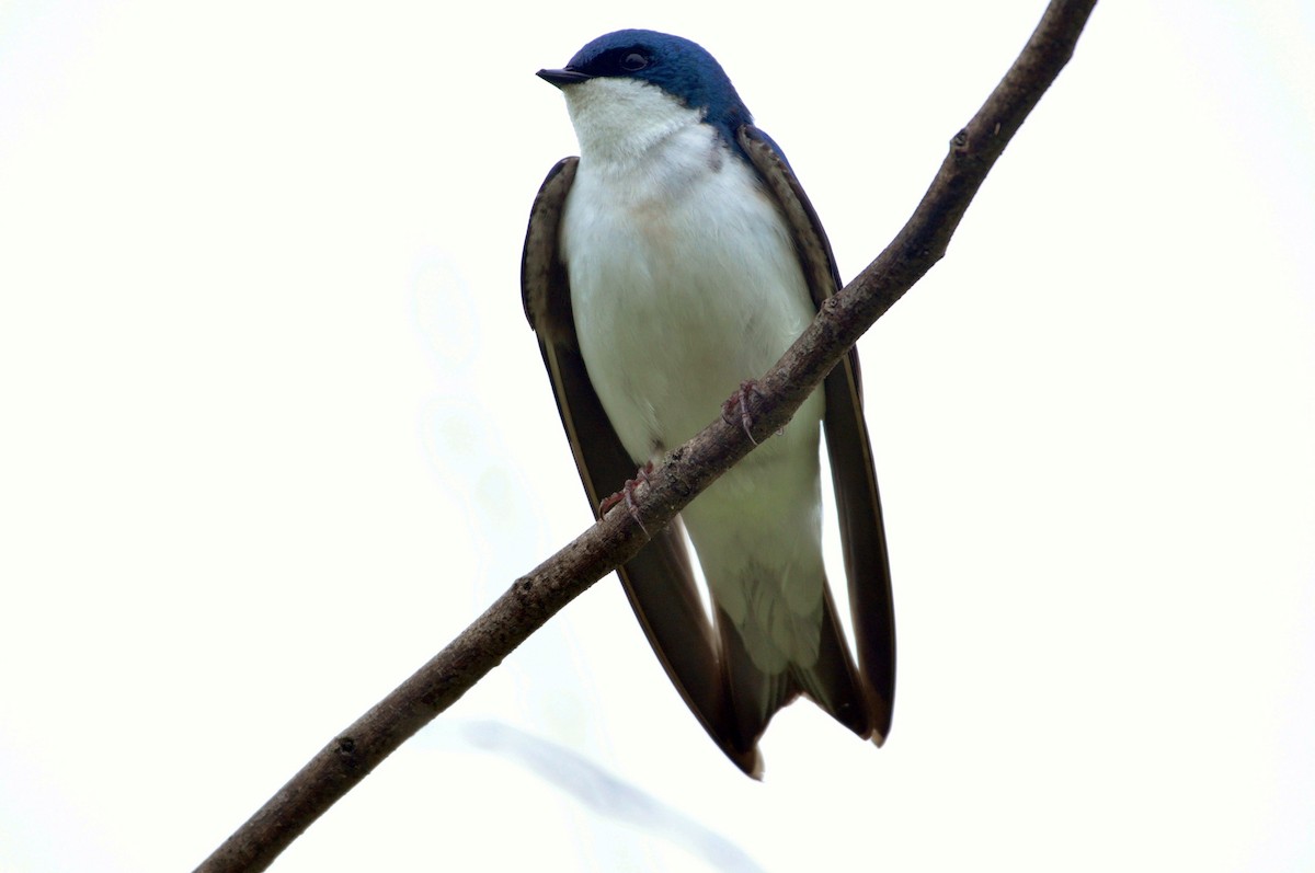 Tree Swallow - ML642666151