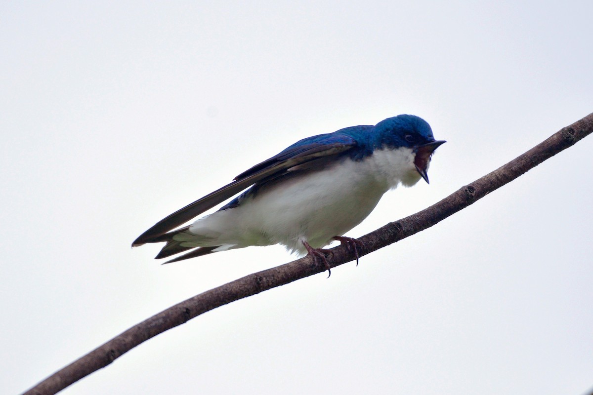 Tree Swallow - ML642666152