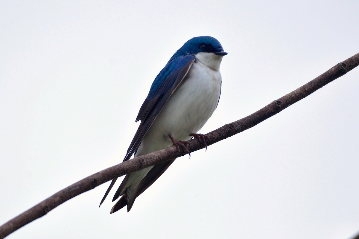 Tree Swallow - ML642666154