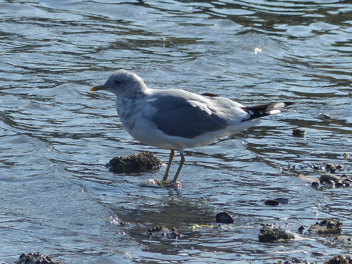 Short-billed Gull - ML642666156