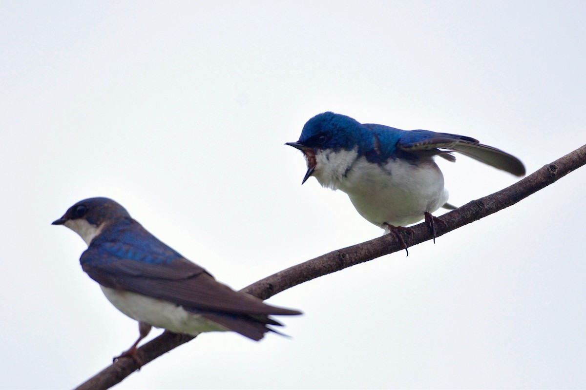 Tree Swallow - ML642666158