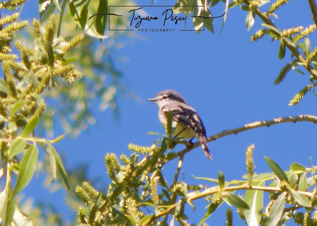 Straneck's Tyrannulet - ML642666166