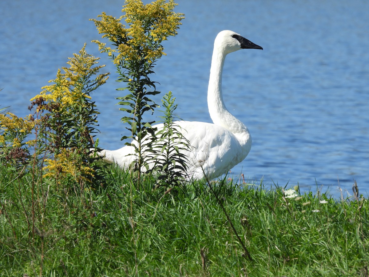 Trumpeter Swan - ML642666180