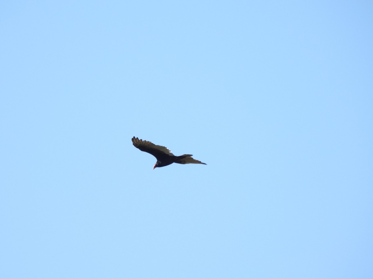 Turkey Vulture - ML642666185