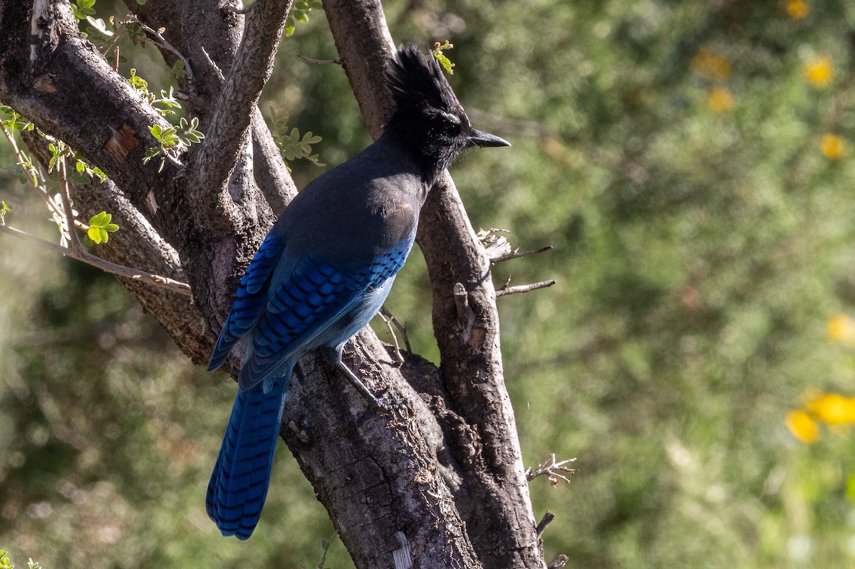 Steller's Jay - ML642666191