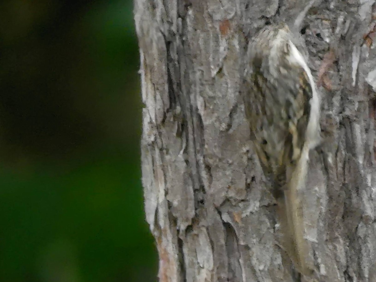 Brown Creeper - ML642666194