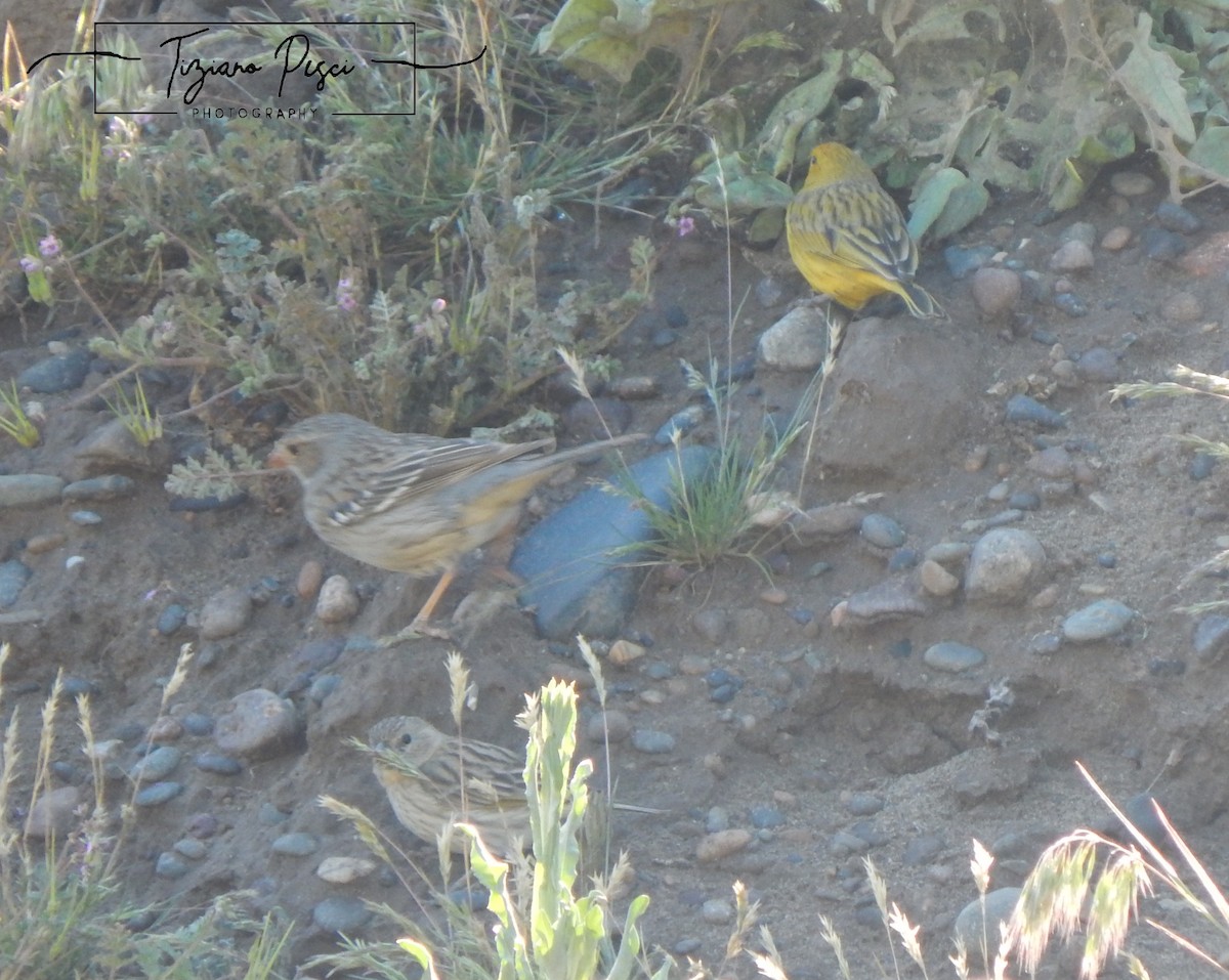 Mourning Sierra Finch - ML642666200