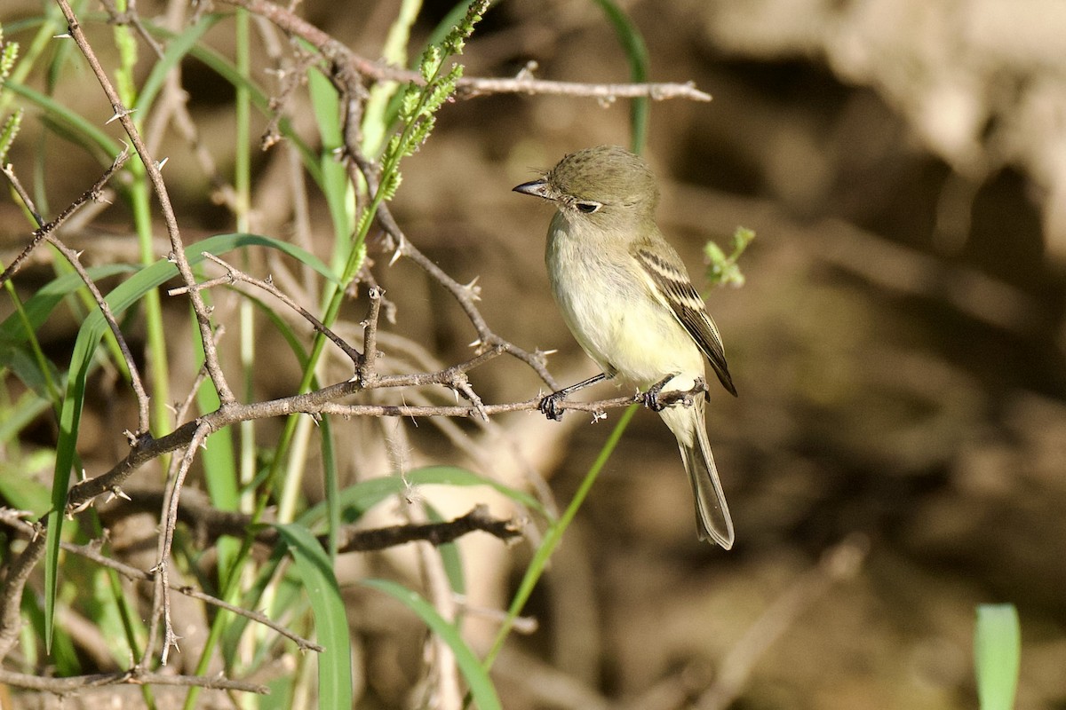 tyranovec malinký - ML642666215