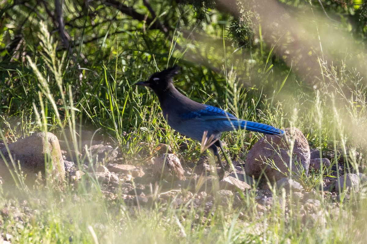 Steller's Jay - ML642666232