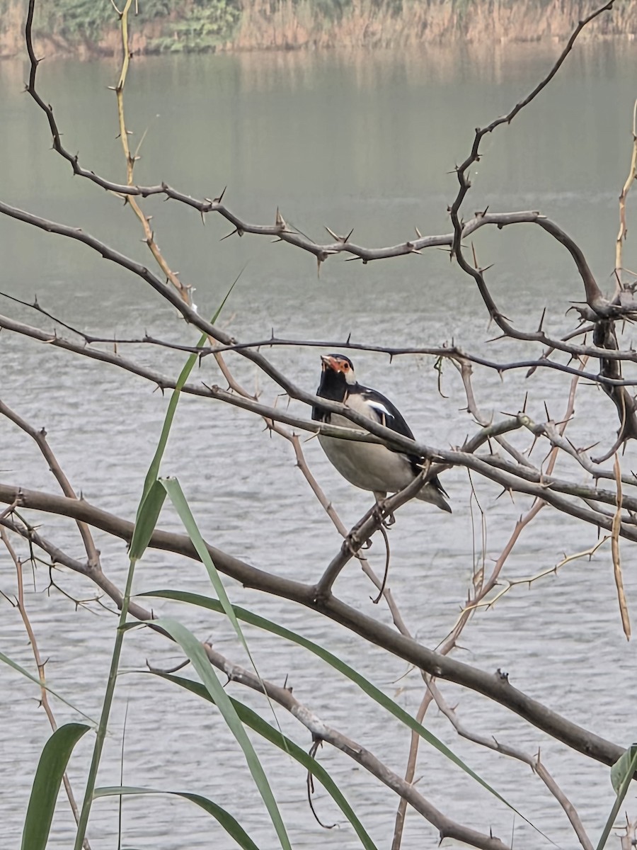 Indian Pied Starling - ML642666233