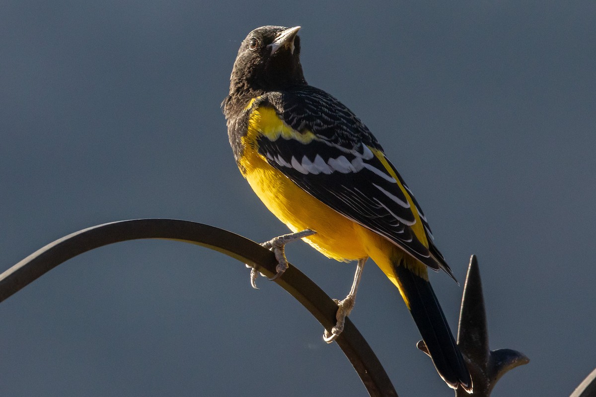 Scott's Oriole - ML642666244