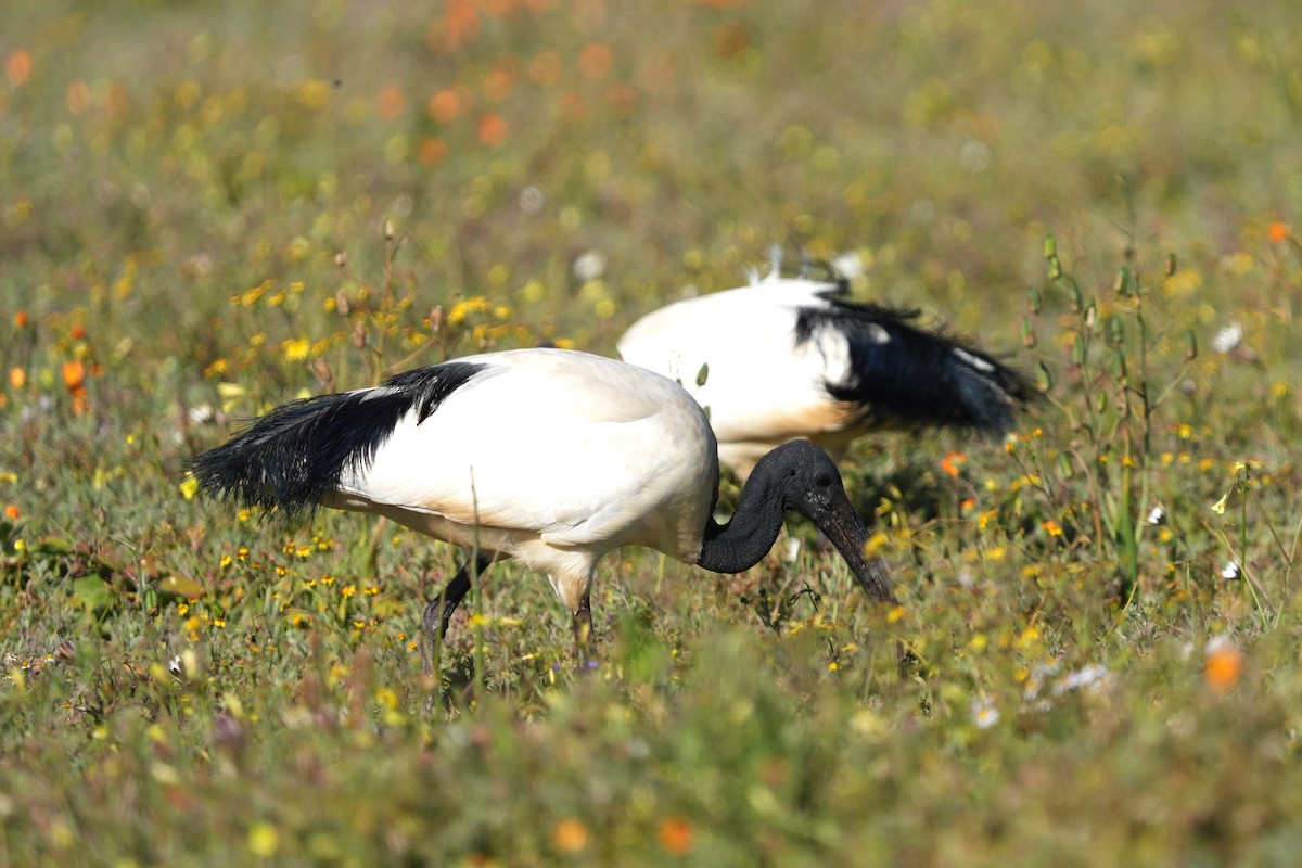 ibis posvátný - ML642666253