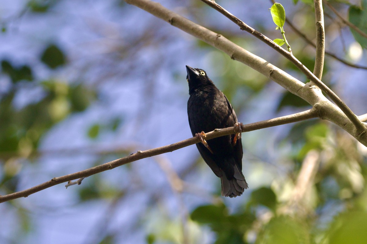 Vieillot's Black Weaver - ML642666256