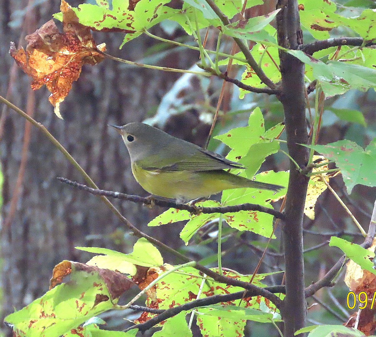 Nashville Warbler - ML642666259