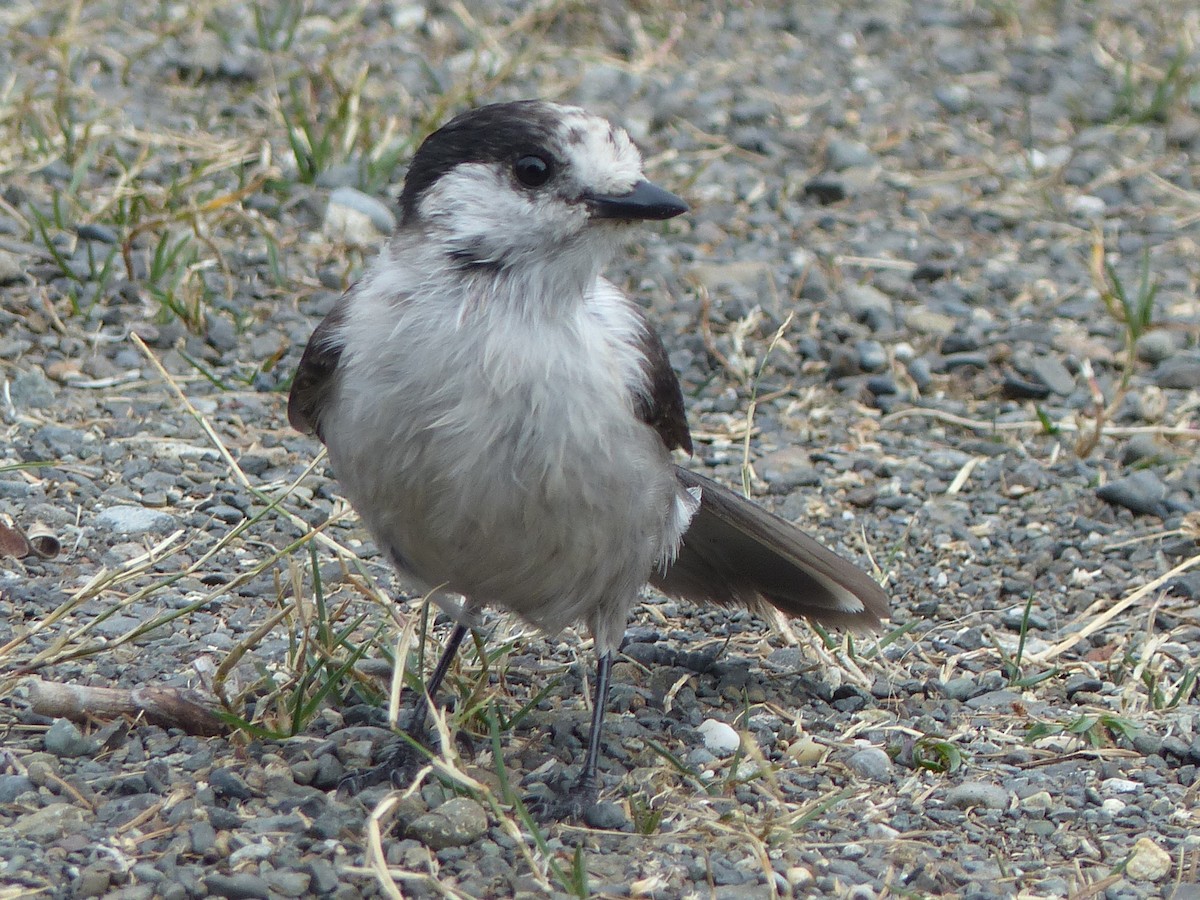 sojka šedá - ML642666262