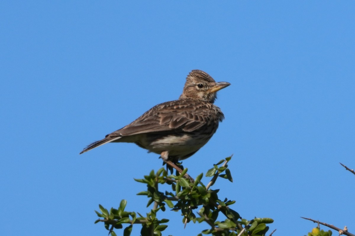 Large-billed Lark - ML642666265